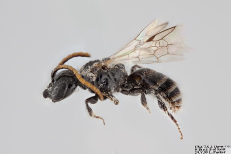 [Sphecodosoma dicksoni male (lateral/side view) thumbnail]